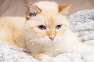 Fototapeta premium Cozy cat enjoying warmth and comfort during a cold winter day at home