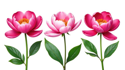 Fototapeta premium Pink flowers with green leaves on a simple white background