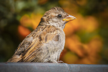 Junger Haussperling auf dem Zaun