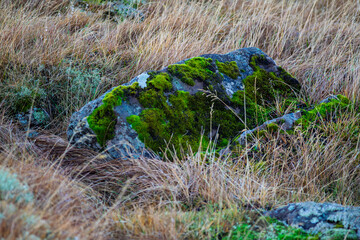 Moss-covered rock in dry grass field, Akranes Iceland