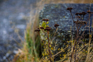 Dried wild plants near lichen-covered stone in Akranes, Iceland