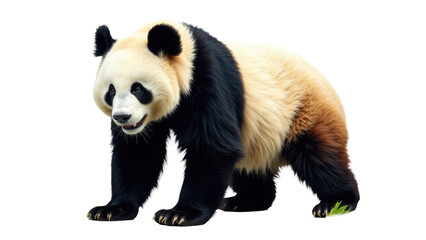 Fototapeta premium Close-up shot of a panda bear sitting on a white background, looking directly at the camera