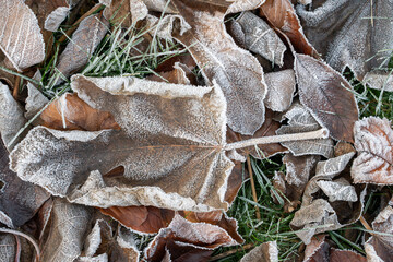 Overhead top down view of several fallen brown fig leaves and green grass on the ground completely covered in thick white hoarfrost and ice crystals