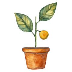 Watercolor Potted Fruit Plant Illustration