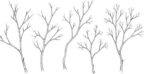 Set of Five Hand-Drawn Sketch Vector Illustrations of Bare Tree Branches or Winter Trunks with Twigs, Concept of Nature, Season, Wood, and Organic Design Elements, Isolated on White Background.