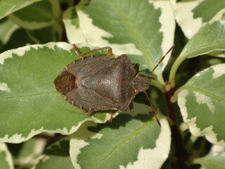 The common green shield bug (Palomena prasina) in brown winter colour, sunning on variegated pittosporum shrub