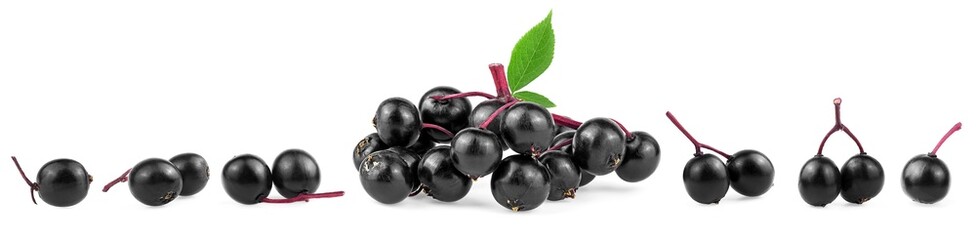 Collection of young elderberry branches isolated on a white background. European black elderberry fruit. Sambucus.