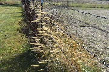 Foxtail Grass in a Fence Row