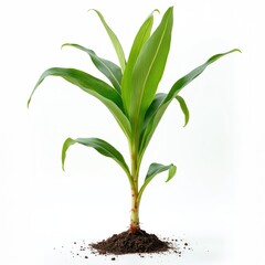 Fototapeta premium Young green corn plant grows from rich dark soil mound. Isolated on plain white background studio shot. Stem with large leaves displays fresh natural growth.
