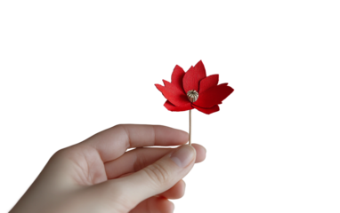 Hand holding a small Canadian flag and poppy together for Remembrance Day tribute isolated on transparent background PNG