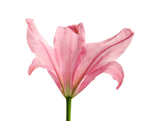 Close-up of pink Lilium bloom on white. Botanical detail, floral decor for packaging, posters, nature concepts, aromatherapy, beauty products and minimalist design.
