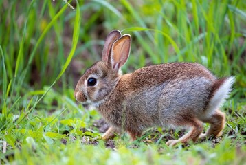 Fototapeta premium Cute Young Eastern Cottontail Rabbit Hopping Through Meadow: Wildlife in Natural Forest Habitat