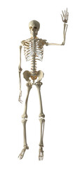 Artificial human skeleton model on white background