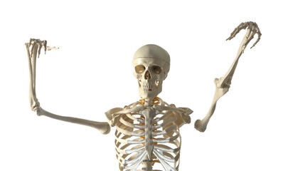 Artificial human skeleton model on white background