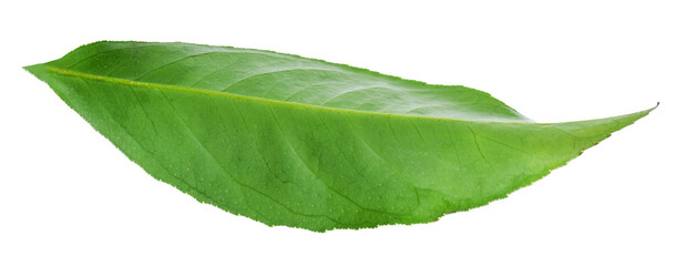 Green leaf of lemon tree isolated on white