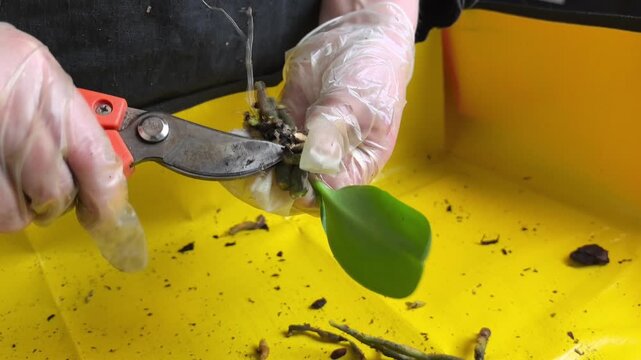 This tutorial features expert guidance on pruning orchid roots and transplanting for better health. Learn essential techniques to enhance your plant care practices and keep your orchids thriving.