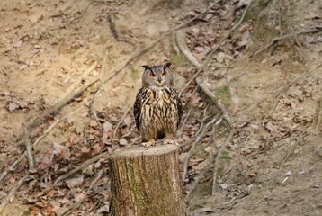 an eagle owl sitting on a tree stump