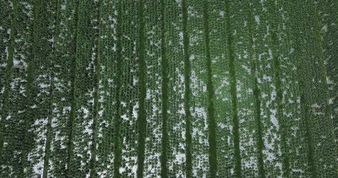 Green stem lettuce crops in garden