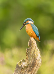 Vibrant Kingfisher Alcedo atthis Perched On Weathered Branch With Bright Blue Feathers And Orange Chest