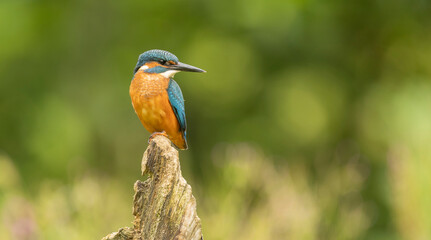 Vibrant Kingfisher Alcedo atthis Perched On Weathered Branch With Bright Blue Feathers And Orange Chest