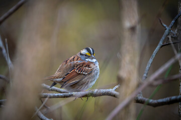 sparrow on a branch