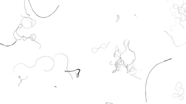 Abstract thin black lines and squiggles on a white background, isolated