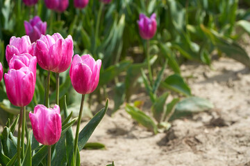 In the field of blooming purple tulips       