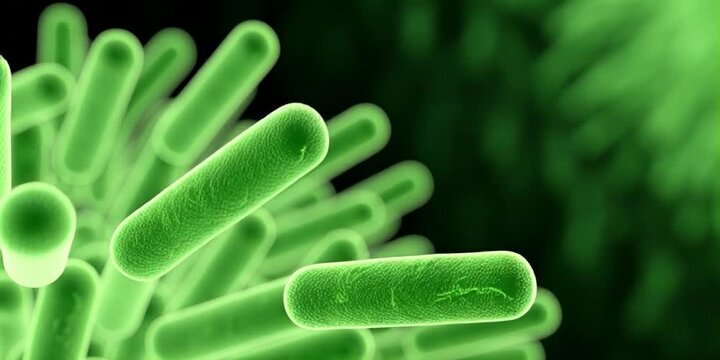 Microscopic view of active green bacteria cells multiplying in a biological environment