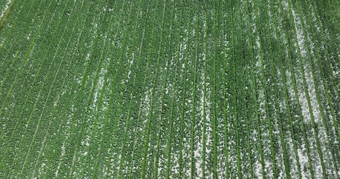 Green stem lettuce crops in garden
