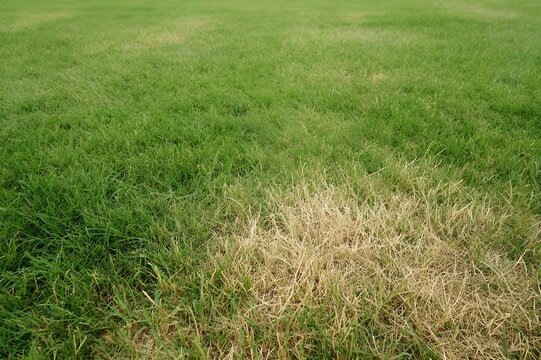 Patchy Lawn Showing Areas Of Healthy And Struggling Grass Uneven Yard Growth With Mixed Condition