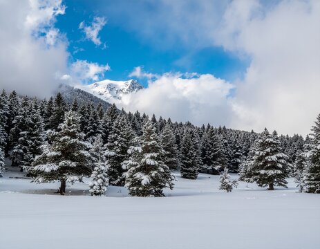 Peaceful snowy winter landscape with pine trees, falling snow, blue sky, and soft morning light; serene holiday nature scenery.