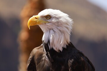 bald eagle close up