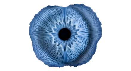 Close-up view of the underside of a blue mushroom cap showing gills, isolated on white or transparent background. PNG
