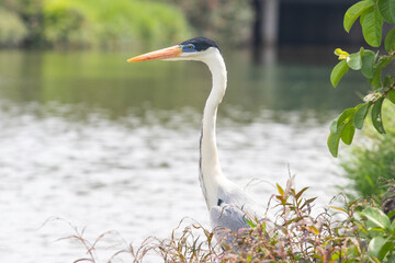 Cocoi Heron (Ardea cocoi) with an elongated neck and orange beak, observing the water, partially hidden by foreground vegetation. Gray water background.