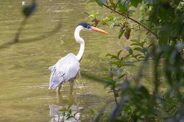 Naklejka premium Cocoi Heron (Ardea cocoi) in close-up, standing in murky water, with an elongated neck and orange beak. Framed by green vegetation and with reflection in the water.