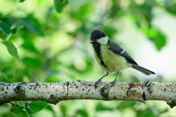 Fototapeta premium Great tit Parus major in the wild. Songbird