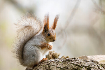 Wild red squirrel Sciurus vulgaris, sits on a branch against a beautiful natural background. Close-up