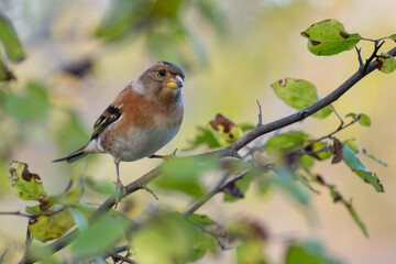 Brambling, Fringilla montifringilla, single bird in the wild