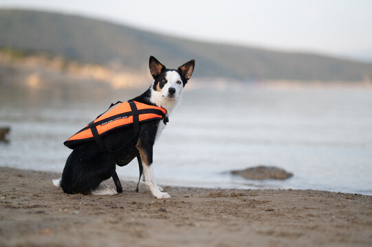 Border Collie Dog Wearing an Orange Life Jacket by the Water