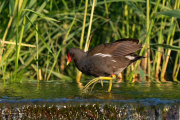 Common Moorhen Gallinula chloropus. In the wild