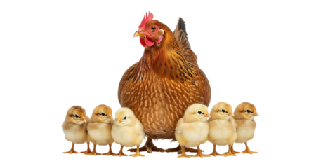 Brown hen, and six fluffy yellow chicks standing together in a row, isolated on transparent background, PNG