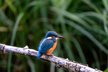 Close-up of Kingfisher in Swiss Rhine Valley Wetlands