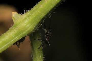 Halyomorpha Halys insect macro photo	