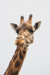 retrato de una jirafa en fondo blanco © Jimmy