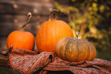 Cozy Autumn Pumpkins on Rustic Bench