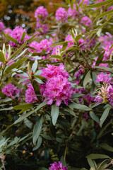 Obraz premium A bunch of pink flowers are in a field