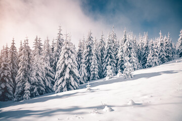 Charming snow-covered pine trees blanketed in fluffy white snow after a heavy snowfall. Merry Christmas and Happy new year.