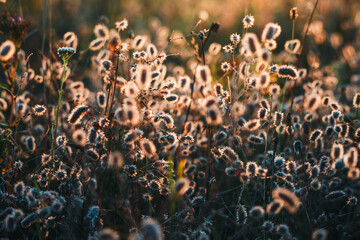 Golden light filters through a field of delicate flowers in the warm glow of the evening sun, creating a magical and fantastical texture.