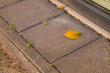 Single yellow leaf resting on gray stone pavement with small green plants growing in the cracks, showcasing the beauty of nature in urban environments during autumn