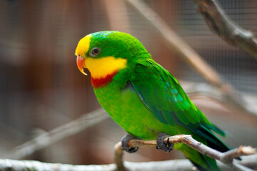 Colorful Green Lorikeet Perched on Branch
